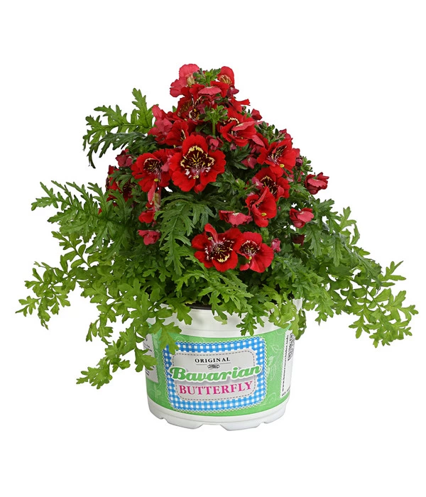 Bauernorchidee 3 Bauernorchidee – Bild 3