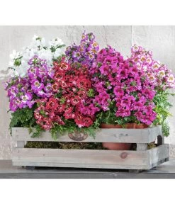 Bauernorchidee 12 Bauernorchidee -Gardena Store 8815367 PR MO 002 SchizanthusT12BL18NEUUveSauer