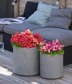 Bauernorchidee 14 Bauernorchidee -Gardena Store 8815367 WE MO 001 Bauernorchidee