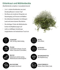 Mueca - Gitterkraut Und Mühlenbeckia -Gardena Store 8815763 WE IG 001 MuecaT13MuehlenbeckiaCalocephalus