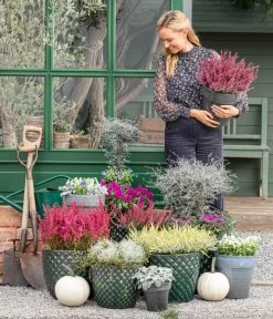 Mueca - Gitterkraut Und Mühlenbeckia -Gardena Store 8815763 WE MO 001 MuecaGitterkrautMuehlenbeckia