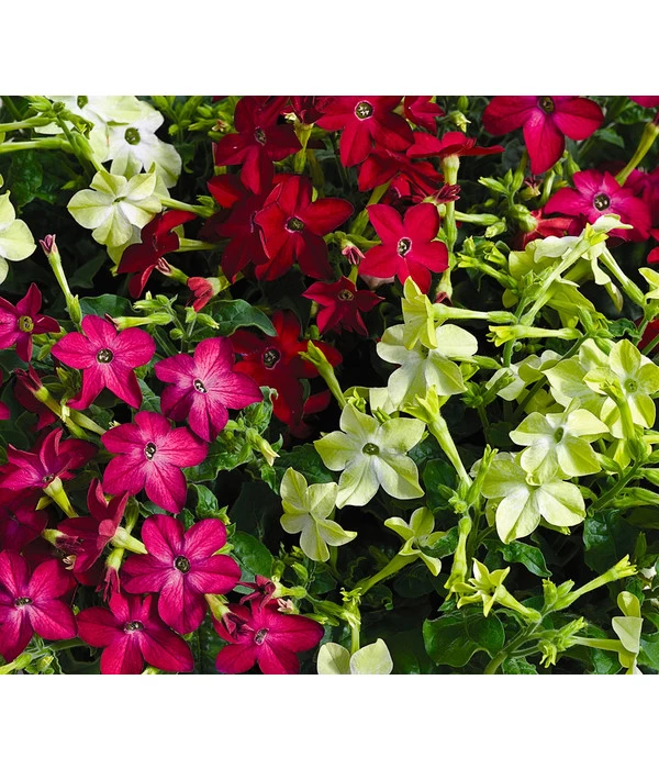 Ziertabak, Verschiedene Farben 8 Ziertabak, Verschiedene Farben – Bild 8