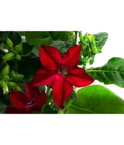 Ziertabak, Verschiedene Farben 12 Ziertabak, Verschiedene Farben -Gardena Store 8815870 WE DE 001 NicotianaSanderaeT12