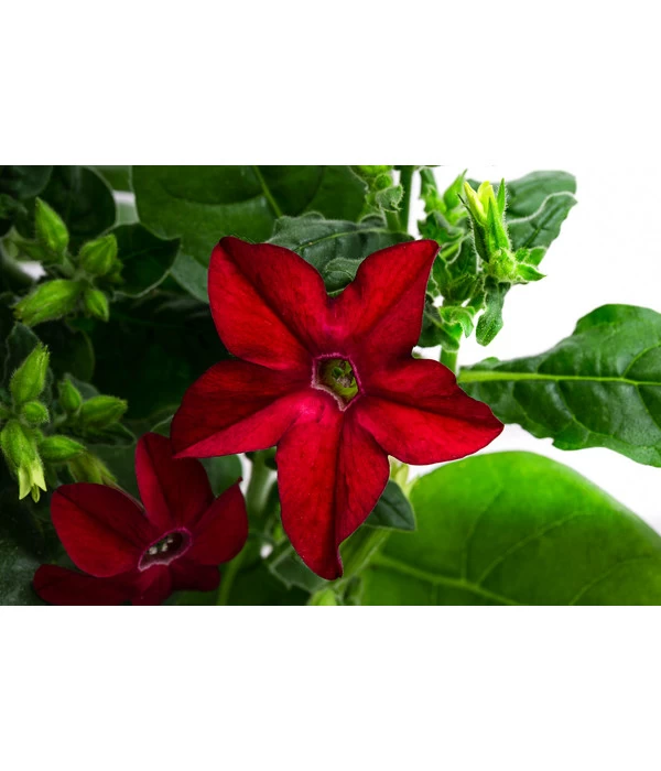 Ziertabak, Verschiedene Farben 5 Ziertabak, Verschiedene Farben – Bild 5