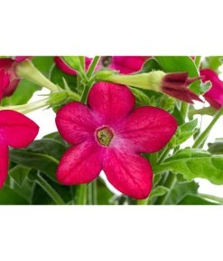 Ziertabak, Verschiedene Farben 13 Ziertabak, Verschiedene Farben -Gardena Store 8815870 WE DE 002 NicotianaSanderaeT12