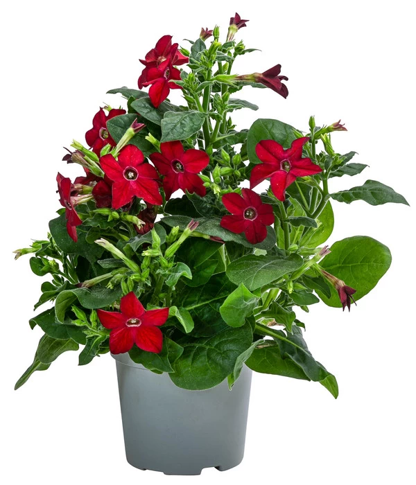 Ziertabak, Verschiedene Farben 1 Ziertabak, Verschiedene Farben