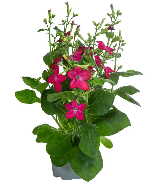 Ziertabak, Verschiedene Farben 2 Ziertabak, Verschiedene Farben – Bild 2