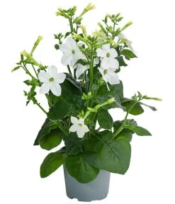 Ziertabak, Verschiedene Farben 10 Ziertabak, Verschiedene Farben -Gardena Store 8815870 WE FS 004 NicotianaSanderaeT12