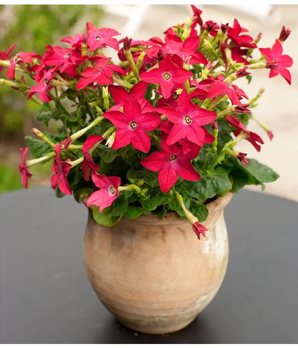 Ziertabak, Verschiedene Farben 4 Ziertabak, Verschiedene Farben – Bild 4