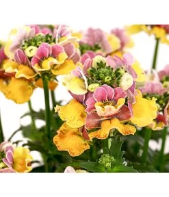 Elfenspiegel, Verschiedene Sorten 22 Elfenspiegel, Verschiedene Sorten -Gardena Store 8815888 PR DE 001 NemesiaElfenspiegelT11DehnerExpressHerzig