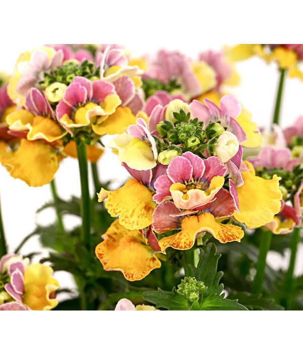 Elfenspiegel, Verschiedene Sorten 9 Elfenspiegel, Verschiedene Sorten – Bild 9