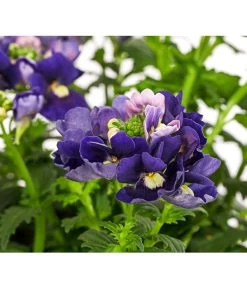 Elfenspiegel, Verschiedene Sorten 23 Elfenspiegel, Verschiedene Sorten -Gardena Store 8815888 PR DE 002 NemesiaElfenspiegelT11DehnerExpressHerzig