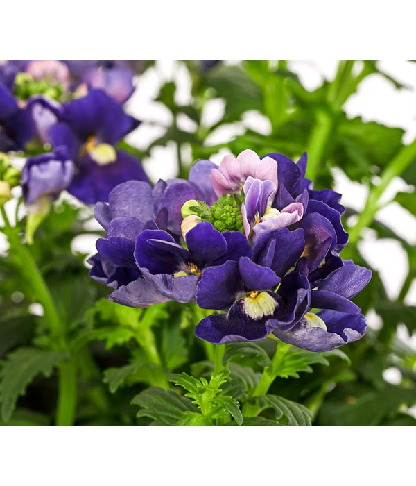 Elfenspiegel, Verschiedene Sorten 10 Elfenspiegel, Verschiedene Sorten – Bild 10