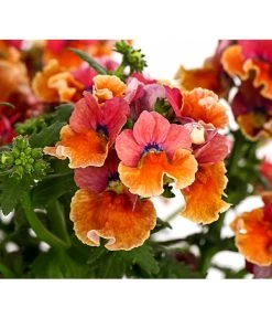 Elfenspiegel, Verschiedene Sorten 27 Elfenspiegel, Verschiedene Sorten -Gardena Store 8815888 PR DE 003 NemesiaElfenspiegelT11DehnerExpressHerzig