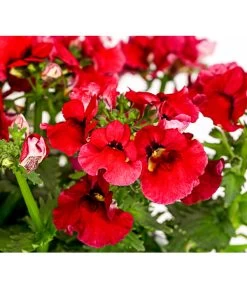 Elfenspiegel, Verschiedene Sorten 24 Elfenspiegel, Verschiedene Sorten -Gardena Store 8815888 PR DE 004 NemesiaElfenspiegelT11DehnerExpressHerzig