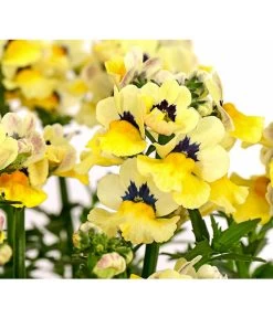 Elfenspiegel, Verschiedene Sorten 26 Elfenspiegel, Verschiedene Sorten -Gardena Store 8815888 PR DE 005 NemesiaElfenspiegelT11DehnerExpressHerzig