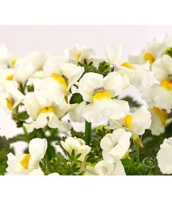 Elfenspiegel, Verschiedene Sorten 25 Elfenspiegel, Verschiedene Sorten -Gardena Store 8815888 PR DE 006 NemesiaElfenspiegelT11DehnerExpressHerzig