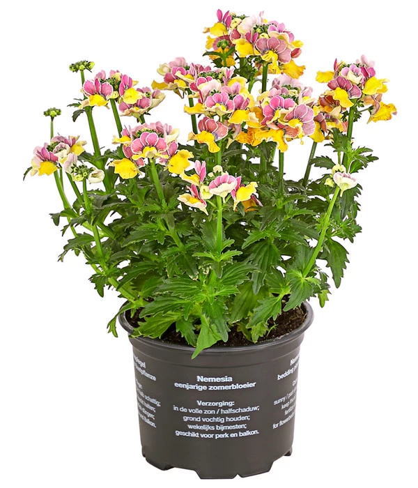 Elfenspiegel, Verschiedene Sorten 6 Elfenspiegel, Verschiedene Sorten – Bild 6