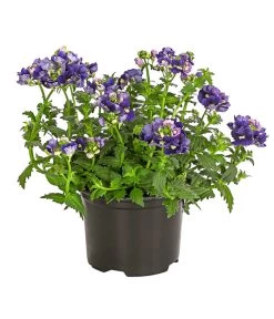 Elfenspiegel, Verschiedene Sorten 18 Elfenspiegel, Verschiedene Sorten -Gardena Store 8815888 PR FS 002 NemesiaElfenspiegelT11DehnerExpressHerzig