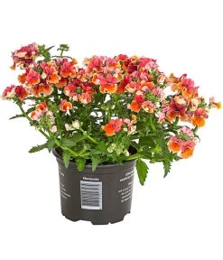 Elfenspiegel, Verschiedene Sorten