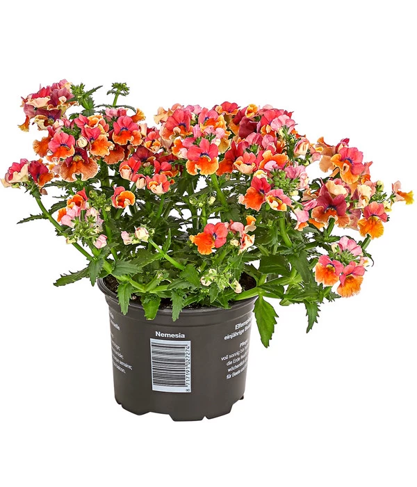 Elfenspiegel, Verschiedene Sorten 1 Elfenspiegel, Verschiedene Sorten