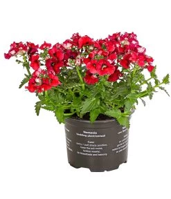 Elfenspiegel, Verschiedene Sorten 17 Elfenspiegel, Verschiedene Sorten -Gardena Store 8815888 PR FS 004 NemesiaElfenspiegelT11DehnerExpressHerzig