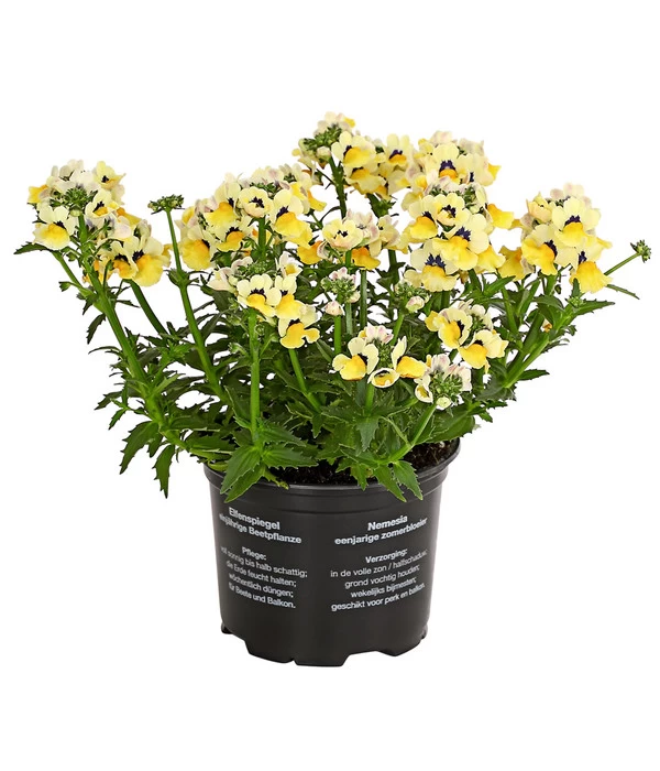 Elfenspiegel, Verschiedene Sorten 2 Elfenspiegel, Verschiedene Sorten – Bild 2