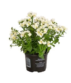 Elfenspiegel, Verschiedene Sorten 16 Elfenspiegel, Verschiedene Sorten -Gardena Store 8815888 PR FS 006 NemesiaElfenspiegelT11DehnerExpressHerzig