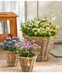 Elfenspiegel, Verschiedene Sorten 20 Elfenspiegel, Verschiedene Sorten -Gardena Store 8815888 PR MO 001 NemesiaBL18NeuUveSauer