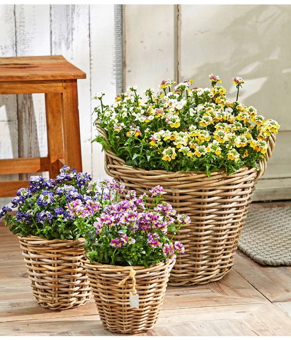 Elfenspiegel, Verschiedene Sorten 7 Elfenspiegel, Verschiedene Sorten – Bild 7