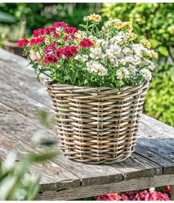 Elfenspiegel, Verschiedene Sorten 21 Elfenspiegel, Verschiedene Sorten -Gardena Store 8815888 PR MO 014 NemesiaElfenspiegelherzig