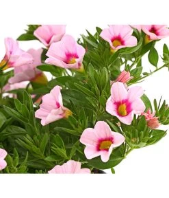 Minihängepetunie 'Rosenauge' -Gardena Store 8816639 WE DE 001 MinihaengepetunieCalibrachoaHybrideMixT12OWDehnerExpressHerzig