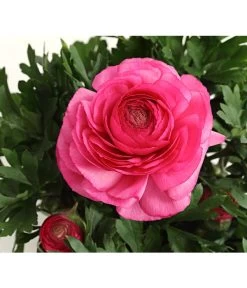 Beet- & Balkonpflanzen-Set Rosa Frühling, 6-teilig 17 Beet- & Balkonpflanzen-Set Rosa Frühling, 6-teilig -Gardena Store 8817355 PR DE 004 RanunkelnT11DehnerExpressHerzig