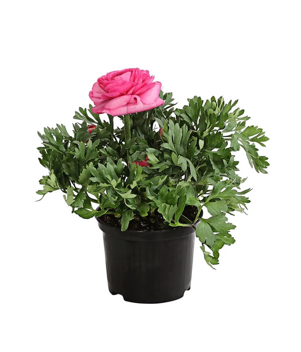 Beet- & Balkonpflanzen-Set Rosa Frühling, 6-teilig 2 Beet- & Balkonpflanzen-Set Rosa Frühling, 6-teilig – Bild 2