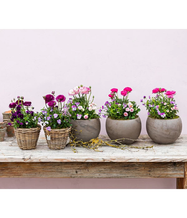 Beet- & Balkonpflanzen-Set Rosa Frühling, 6-teilig 7 Beet- & Balkonpflanzen-Set Rosa Frühling, 6-teilig – Bild 7