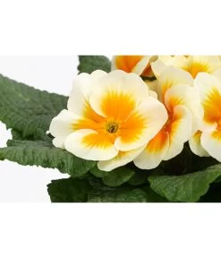 Primel In Sonderfarben, Verschiedene Sorten 15 Primel In Sonderfarben, Verschiedene Sorten -Gardena Store 8817439 WE DE 001 PrimulaSonderfarbenGelbT12