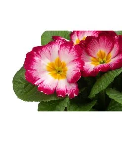 Primel In Sonderfarben, Verschiedene Sorten 16 Primel In Sonderfarben, Verschiedene Sorten -Gardena Store 8817439 WE DE 002 PrimulaSonderfarbenPinkT12