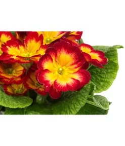 Primel In Sonderfarben, Verschiedene Sorten 18 Primel In Sonderfarben, Verschiedene Sorten -Gardena Store 8817439 WE DE 004 PrimulaSonderfarbenRotT12