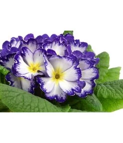 Primel In Sonderfarben, Verschiedene Sorten 19 Primel In Sonderfarben, Verschiedene Sorten -Gardena Store 8817439 WE DE 005 PrimulaSonderfarbenBlauT12