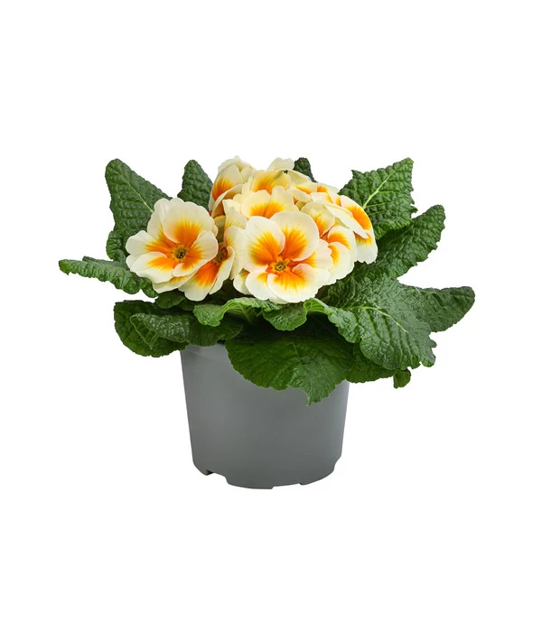 Primel In Sonderfarben, Verschiedene Sorten 1 Primel In Sonderfarben, Verschiedene Sorten