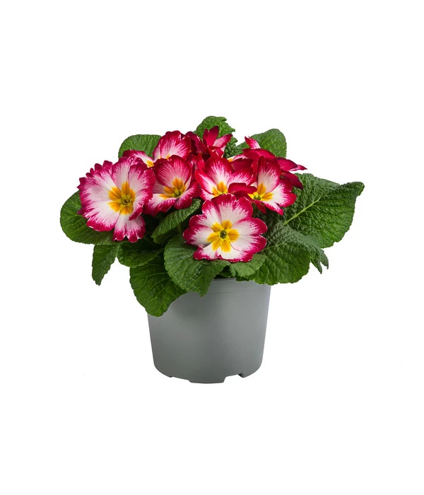 Primel In Sonderfarben, Verschiedene Sorten 2 Primel In Sonderfarben, Verschiedene Sorten – Bild 2