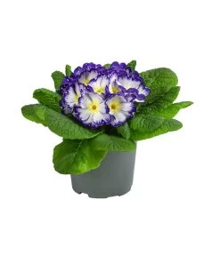 Primel In Sonderfarben, Verschiedene Sorten 14 Primel In Sonderfarben, Verschiedene Sorten -Gardena Store 8817439 WE FS 005 PrimulaSonderfarbenBlauT12