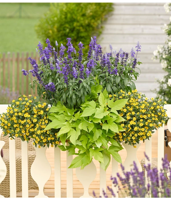 Süßkartoffel, Verschiedene Farben 3 Süßkartoffel, Verschiedene Farben – Bild 3