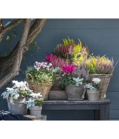 Mueca - Gitterkraut Und Mühlenbeckia -Gardena Store 8819260 WE MO 001 Herbstmix