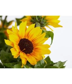 Sonnenblume 'SunBelievable®' 9 Sonnenblume 'SunBelievable®' -Gardena Store 8823122 PR DE 001 HelianthusSunbelievableSonnenblumeT14NeuheutDehnerExpressZS