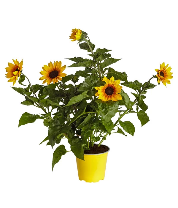 Sonnenblume 'SunBelievable®' 1 Sonnenblume 'SunBelievable®'