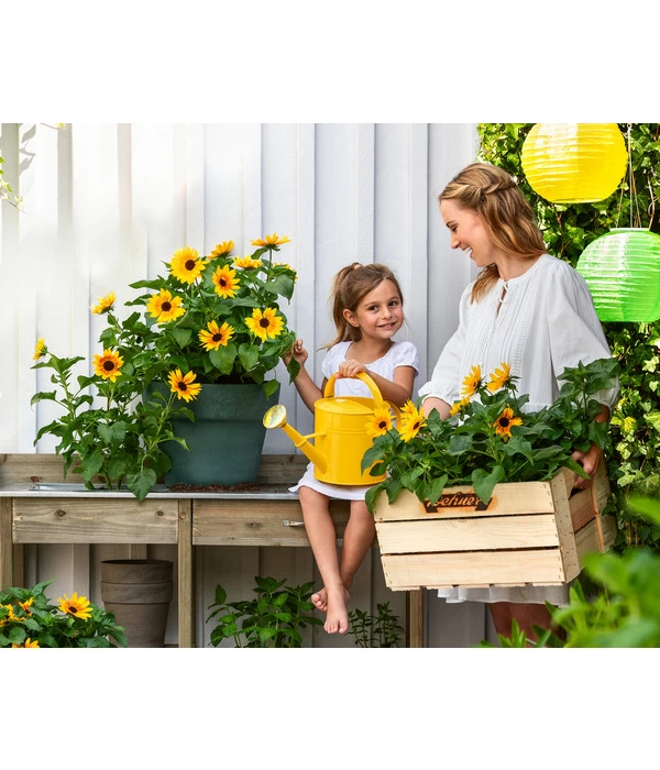 Sonnenblume 'SunBelievable®' 2 Sonnenblume 'SunBelievable®' – Bild 2