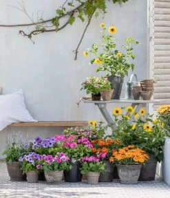 Sonnenblume 'SunBelievable®' 8 Sonnenblume 'SunBelievable®' -Gardena Store 8823122 WE MO 001 HelianthusT14