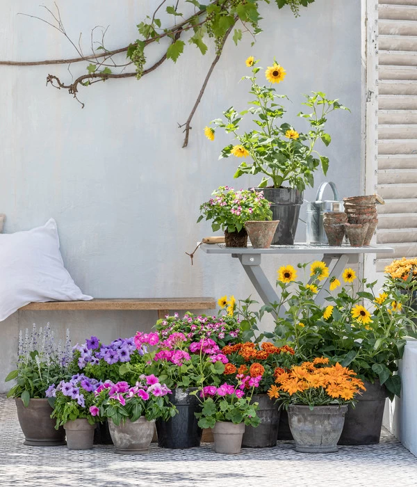 Sonnenblume 'SunBelievable®' 4 Sonnenblume 'SunBelievable®' – Bild 4