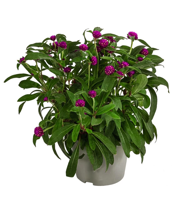 Kugelamaranth 1 Kugelamaranth